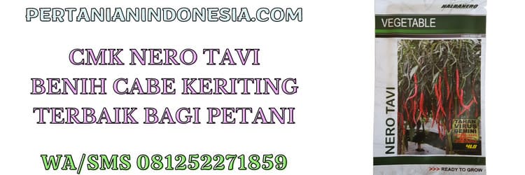 cmk,nero tavi,nero tavi f1,halbanero,cv halbanero